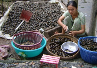 Bùng phát thu mua ốc bươu vàng cho Trung Quốc ảnh 1